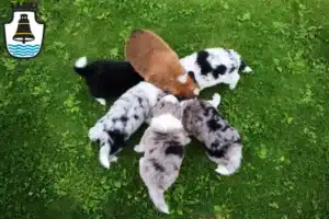 Mehr über den Artikel erfahren Border Collie Züchter und Welpen in Mindelheim