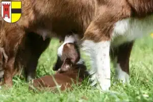 Mehr über den Artikel erfahren Border Collie Züchter und Welpen in Moers
