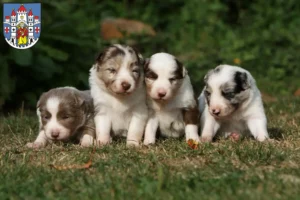Mehr über den Artikel erfahren Border Collie Züchter und Welpen in Montabaur