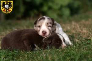 Mehr über den Artikel erfahren Border Collie Züchter und Welpen in Mosbach