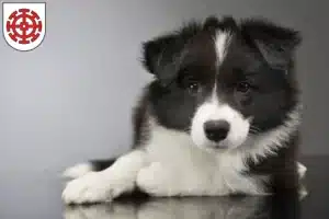 Mehr über den Artikel erfahren Border Collie Züchter und Welpen in Mühldorf am Inn
