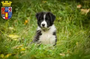 Mehr über den Artikel erfahren Border Collie Züchter und Welpen in Mülheim an der Ruhr