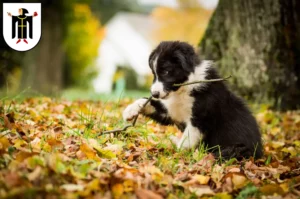 Mehr über den Artikel erfahren Border Collie Züchter und Welpen in München