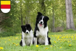 Mehr über den Artikel erfahren Border Collie Züchter und Welpen in Münster
