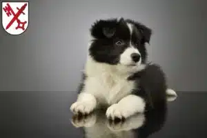 Mehr über den Artikel erfahren Border Collie Züchter und Welpen in Naumburg (Saale)
