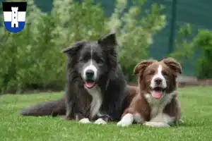 Mehr über den Artikel erfahren Border Collie Züchter und Welpen in Neu-Ulm