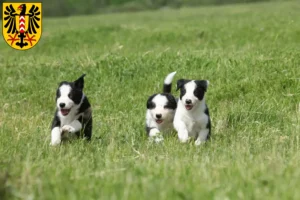 Mehr über den Artikel erfahren Border Collie Züchter und Welpen in Neuenburg