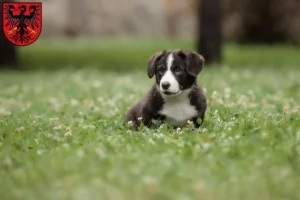 Mehr über den Artikel erfahren Border Collie Züchter und Welpen in Neumarkt in der Oberpfalz