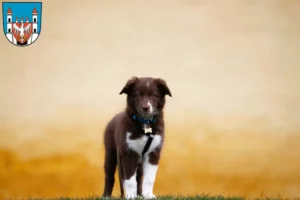 Mehr über den Artikel erfahren Border Collie Züchter und Welpen in Neuruppin