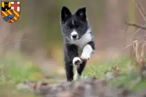 Mehr über den Artikel erfahren Border Collie Züchter und Welpen in Neuwied