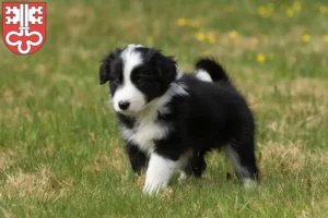Mehr über den Artikel erfahren Border Collie Züchter und Welpen in Nidwalden