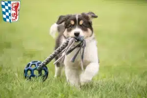 Mehr über den Artikel erfahren Border Collie Züchter und Welpen in Niederbayern