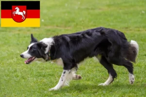 Mehr über den Artikel erfahren Border Collie Züchter und Welpen in Niedersachsen