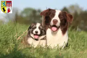 Mehr über den Artikel erfahren Border Collie Züchter und Welpen in Nienburg/Weser