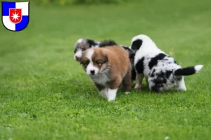 Mehr über den Artikel erfahren Border Collie Züchter und Welpen in Norderstedt