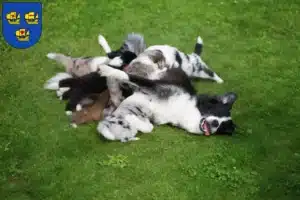 Mehr über den Artikel erfahren Border Collie Züchter und Welpen in Nordfriesland