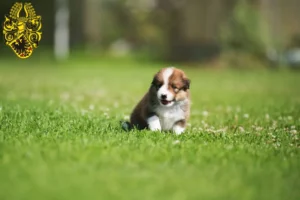 Mehr über den Artikel erfahren Border Collie Züchter und Welpen in Nordhausen