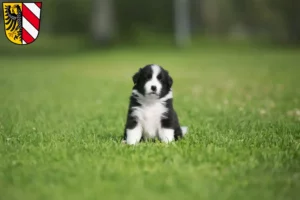Mehr über den Artikel erfahren Border Collie Züchter und Welpen in Nürnberg