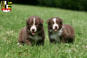 Mehr über den Artikel erfahren Border Collie Züchter und Welpen in Oberfranken