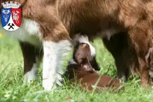 Mehr über den Artikel erfahren Border Collie Züchter und Welpen in Oberhausen