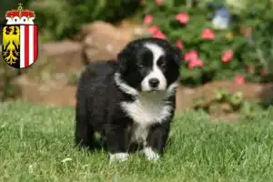 Mehr über den Artikel erfahren Border Collie Züchter und Welpen in Oberösterreich