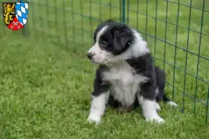 Mehr über den Artikel erfahren Border Collie Züchter und Welpen in der Oberpfalz