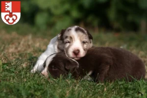 Mehr über den Artikel erfahren Border Collie Züchter und Welpen in Obwalden