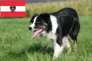 Mehr über den Artikel erfahren Border Collie Züchter und Welpen in Österreich