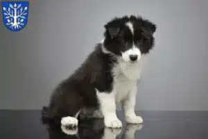 Mehr über den Artikel erfahren Border Collie Züchter und Welpen in Offenbach am Main