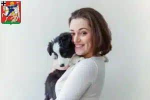 Mehr über den Artikel erfahren Border Collie Züchter und Welpen in Olpe