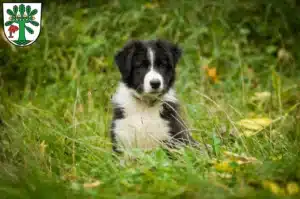 Mehr über den Artikel erfahren Border Collie Züchter und Welpen in Oranienburg
