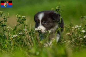 Mehr über den Artikel erfahren Border Collie Züchter und Welpen in Ostfriesland
