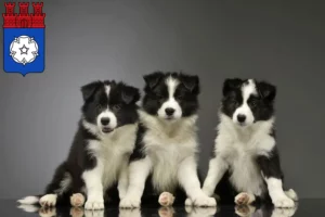 Mehr über den Artikel erfahren Border Collie Züchter und Welpen in Ottweiler