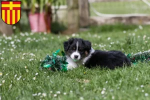 Mehr über den Artikel erfahren Border Collie Züchter und Welpen in Paderborn