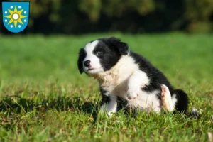 Mehr über den Artikel erfahren Border Collie Züchter und Welpen in Perleberg