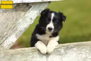 Mehr über den Artikel erfahren Border Collie Züchter und Welpen in Pfarrkirchen