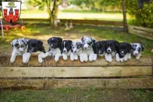 Mehr über den Artikel erfahren Border Collie Züchter und Welpen in Pirmasens