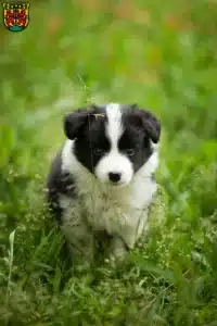 Mehr über den Artikel erfahren Border Collie Züchter und Welpen in Pirna
