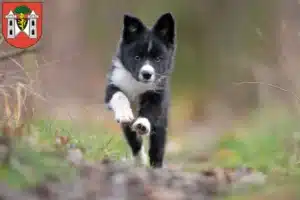 Mehr über den Artikel erfahren Border Collie Züchter und Welpen in Plauen