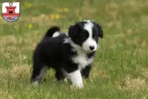 Mehr über den Artikel erfahren Border Collie Züchter und Welpen in Plön