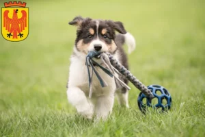 Mehr über den Artikel erfahren Border Collie Züchter und Welpen in Potsdam