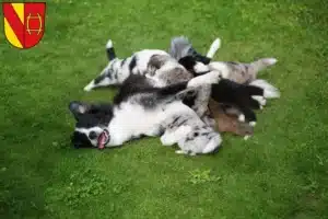 Mehr über den Artikel erfahren Border Collie Züchter und Welpen in Rastatt
