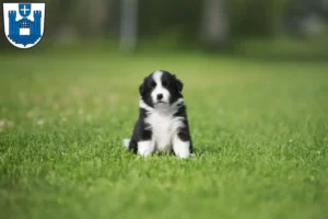 Mehr über den Artikel erfahren Border Collie Züchter und Welpen in Ravensburg