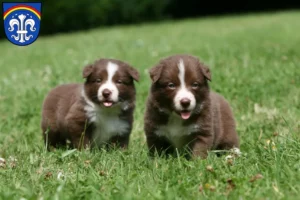 Mehr über den Artikel erfahren Border Collie Züchter und Welpen in Regen (Stadt)