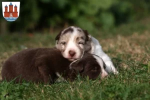 Mehr über den Artikel erfahren Border Collie Züchter und Welpen in Rendsburg