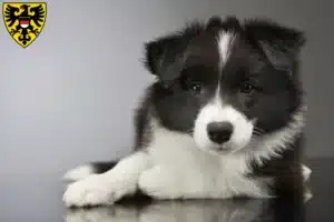 Mehr über den Artikel erfahren Border Collie Züchter und Welpen in Reutlingen
