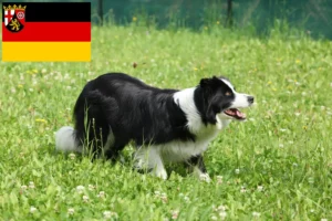 Mehr über den Artikel erfahren Border Collie Züchter und Welpen in Rheinland-Pfalz