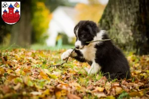Mehr über den Artikel erfahren Border Collie Züchter und Welpen in Rotenburg (Wümme)