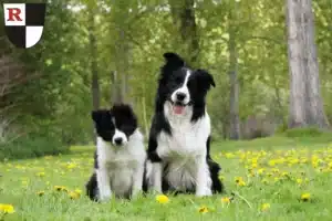 Mehr über den Artikel erfahren Border Collie Züchter und Welpen in Roth