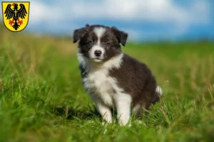 Mehr über den Artikel erfahren Border Collie Züchter und Welpen in Rottweil
